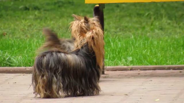 Хозяйка, ну поиграй со мной! смотреть онлайн