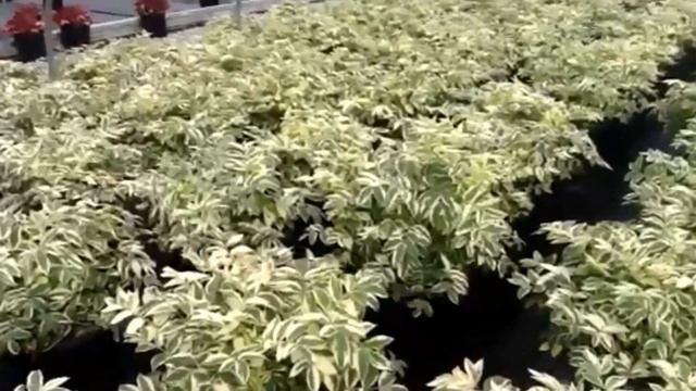 Best Perennials for Shade - Polemonium 'Stairway to Heaven' (Jacob's ladder) смотреть онлайн