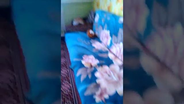 Как я снимаю видео смотреть онлайн