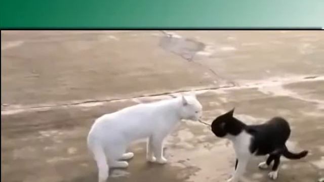 У кота черный пояс, 9 дан смотреть онлайн