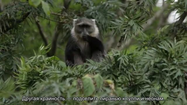 Пираньи дома: стоит ли заводить? смотреть онлайн