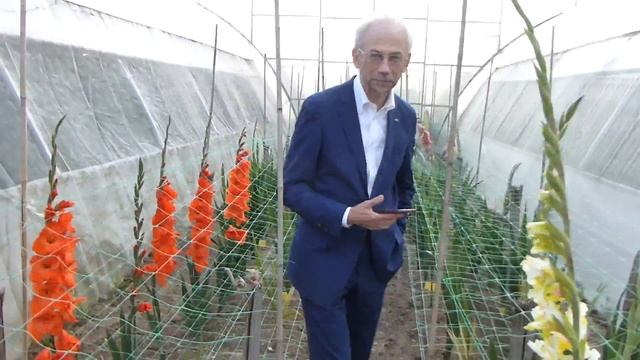 Шикарные гладиолусы! смотреть онлайн