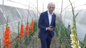 Шикарные гладиолусы!