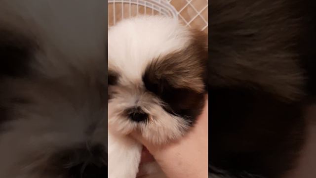 Ши-тцу. Продажа щенков . смотреть онлайн