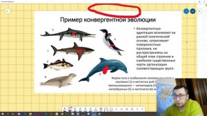 Биология 9 класс| Типы эволюционных изменений