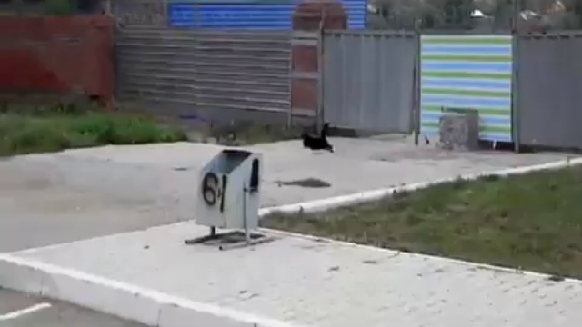 Котяра Win! смотреть онлайн