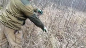 Заработать в деревне. Заготовка березовых веников (метлы). Бизнес в деревне.