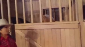 Обзор конюшни для шляйх (schleich)