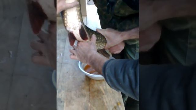 Дойка щуки смотреть онлайн
