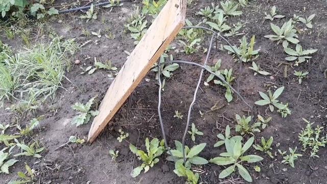 Азимина трилоба Азимина трёхлопастная Paw paw Второй год сеянцам: состояние на 9 мая 2020 г. смотреть онлайн