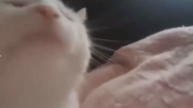 Funny Cat Dance Zone Ankha. смотреть онлайн