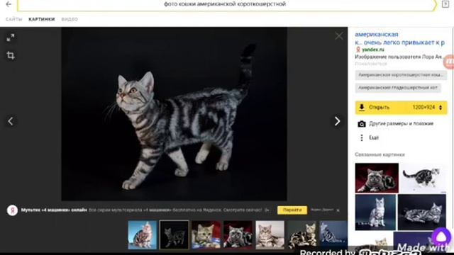Все о породе кошек Американская короткошёрсная! смотреть онлайн