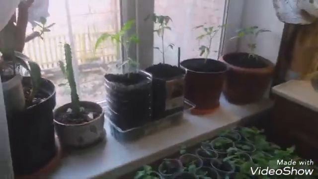 Готовим огород, к весне! посадка гортензии.Что я делаю на огороде. смотреть онлайн