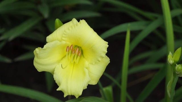 лилейник Кул ит смотреть онлайн