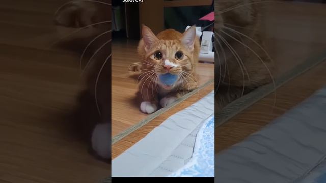 видео не моё идея моя котики и котята 😺 идею можно взять 🐈 смотреть онлайн