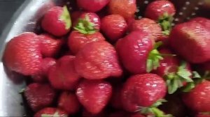 Сорт клубники Ания.