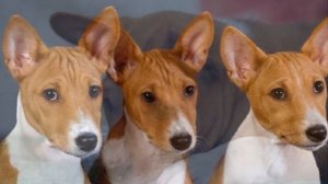 Собака Басенджи описание плюсы и минусы породы Собаководство Порода собак Басенджи