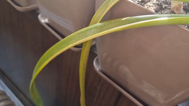 паутинный клещ, день пятый смотреть онлайн