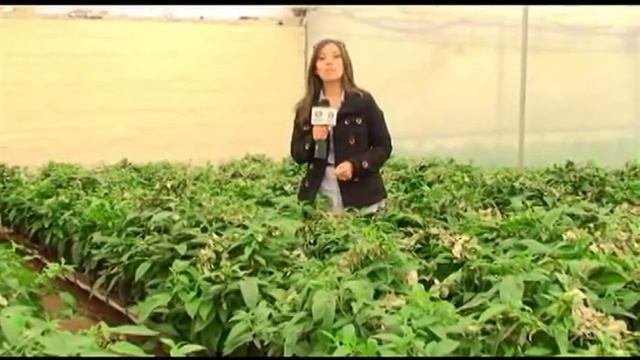 Reportaje flores de exportación -- Ecuador смотреть онлайн
