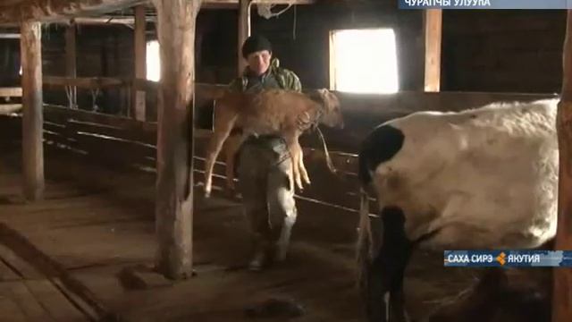 В Чурапчинском улусе разводят коров якутской породы смотреть онлайн