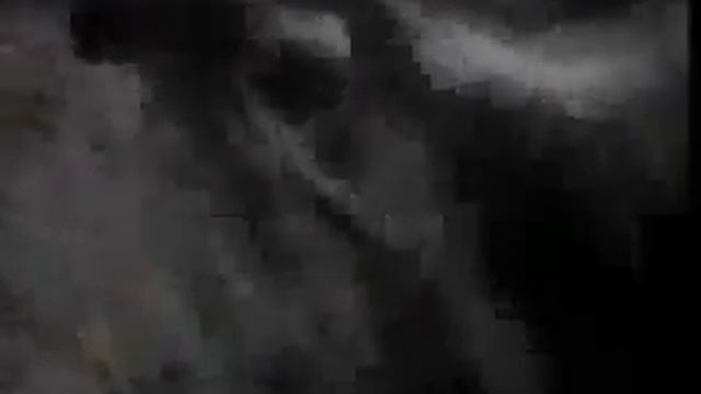 Бык в клетке со львом! www.anvirgo.ru смотреть онлайн