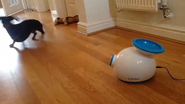 Такса играет в Ifetch смотреть онлайн