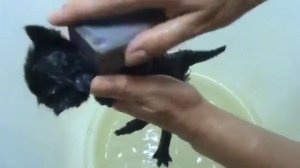 Как выводить блох у очень маленьких котят .