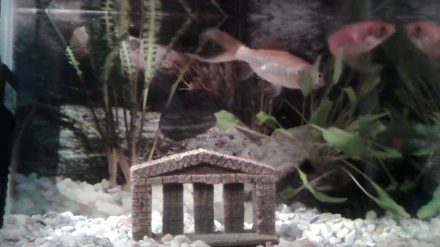 Fish for cats to watch смотреть онлайн