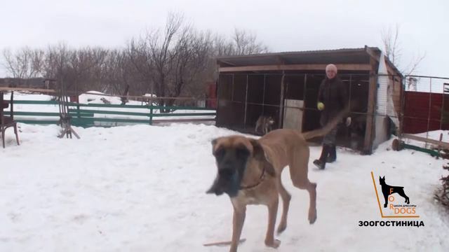 Передержка ForDogs: наш гость - Эра дог. Самара. Толятти. смотреть онлайн