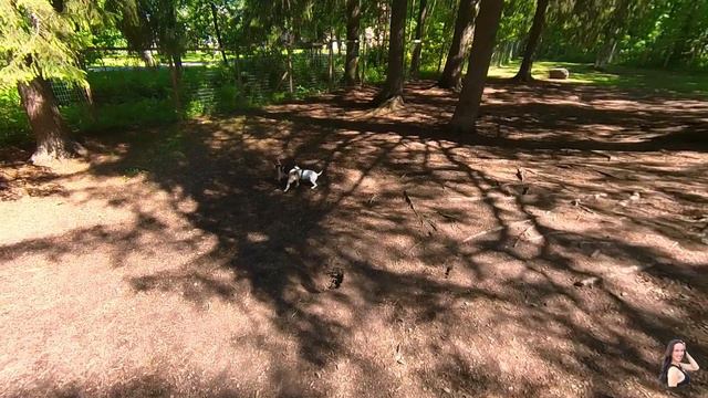 Bongo playing at the dog park - Camera Insta360-4k смотреть онлайн