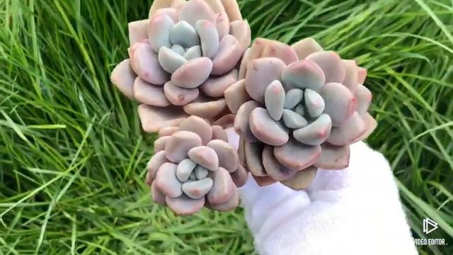 Echeveria Amor Fati смотреть онлайн