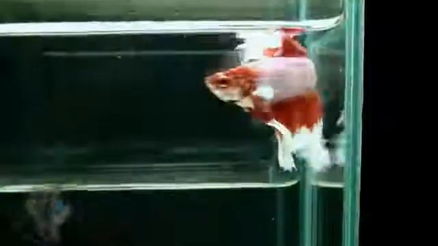 { Sold out } Betta Splendens : (0710-73) Lavender Butterfly HM DTM.mp4 смотреть онлайн
