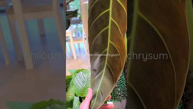 Philodendron melanochrysum 필로덴드론 멜라노크리섬 смотреть онлайн