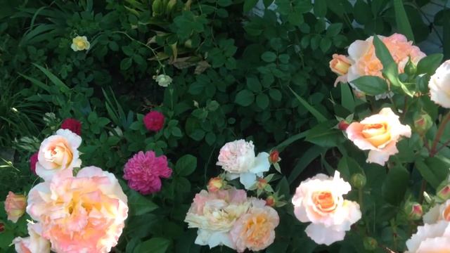 Роза Августа Луиза 9 июня 2018 г. смотреть онлайн