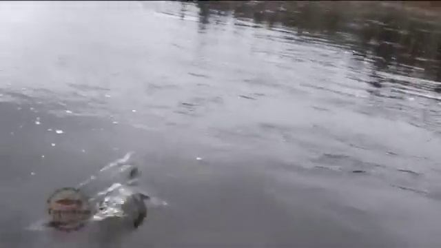 Рыбалка на Кольском Семга в полете Терский берег смотреть онлайн