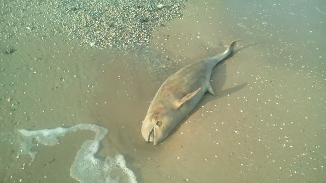 Азовское море выбросило дельфина смотреть онлайн