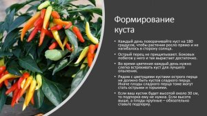 Как вырастить острый перец на  подоконнике