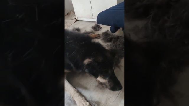 "Больше гулять не пойду!" смотреть онлайн