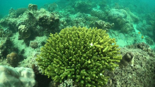 Coral Reef For Kids | Science For Kids