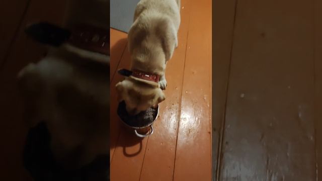 Умный и добрый песик абсолютно слепой знает команды / нужно дать имя смотреть онлайн