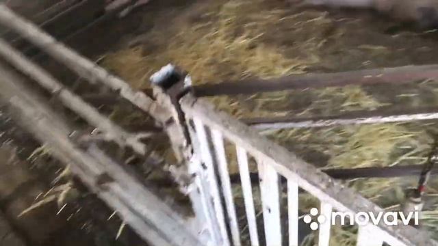 Молоко появилось/Скоро опорос?