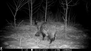 Секач или самка? Как отличить и не ошибиться.