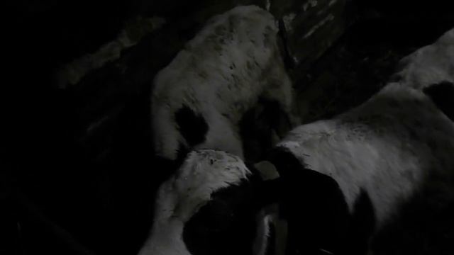 ЗЦМ ДЛЯ ТЕЛЯТ, мой личный опыт кормления телят ЗЦМ . ЧТО ЛУЧШЕ МОЛОКО ИЛИ ЗЦМ ? смотреть онлайн