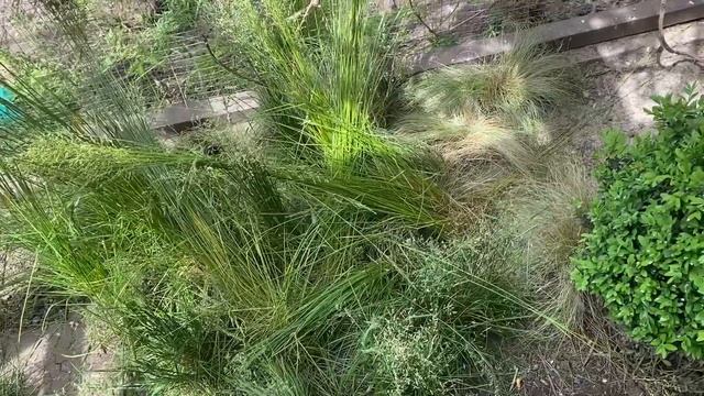 Дикие перепела занеслись, в вольере. Разведение диких перепелов. Bedana, Quail Egg