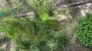 Дикие перепела занеслись, в вольере. Разведение диких перепелов. bedana, quail egg