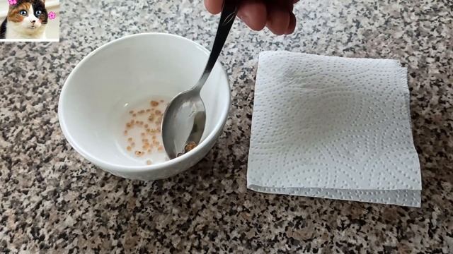 Обеззараживание семян Томатов перед посадкой перекисью водорода