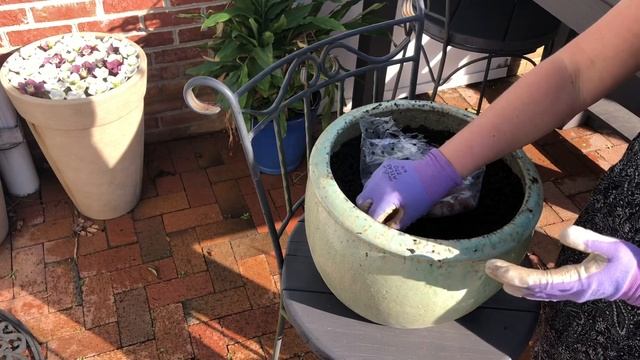 How to plant a pot of Ixia (corn lily) смотреть онлайн