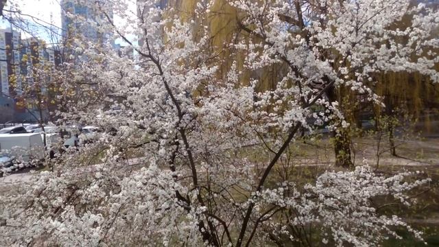 Цветение деревьев весной смотреть онлайн