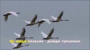 Скажите, лебеди...