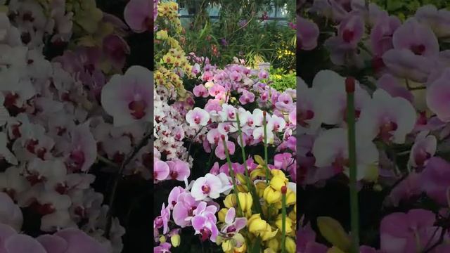 Оранжерея орхидей по Вьетнаме (Вин Перл), январь 2019 смотреть онлайн